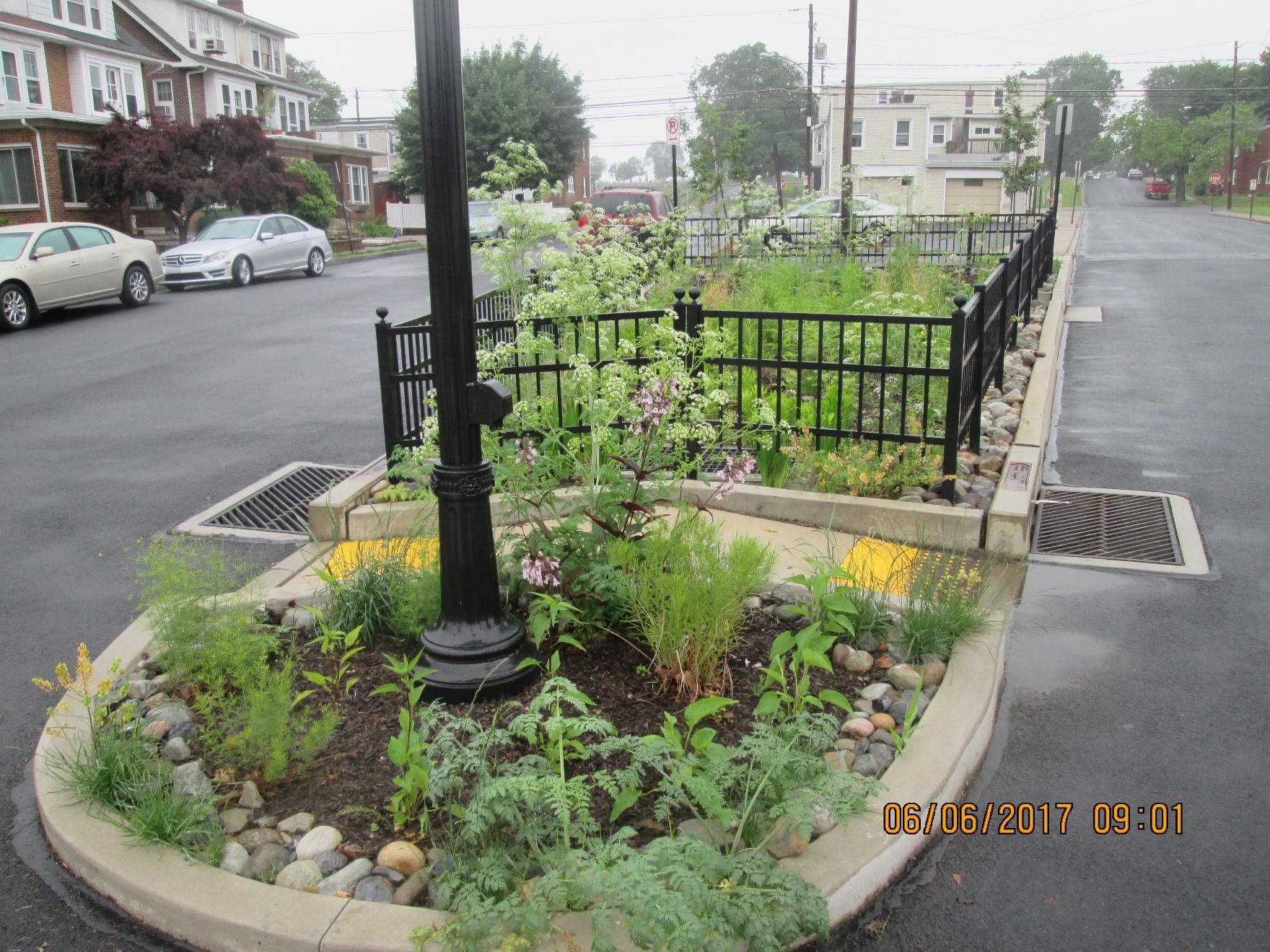 Local Allentown storm garden.