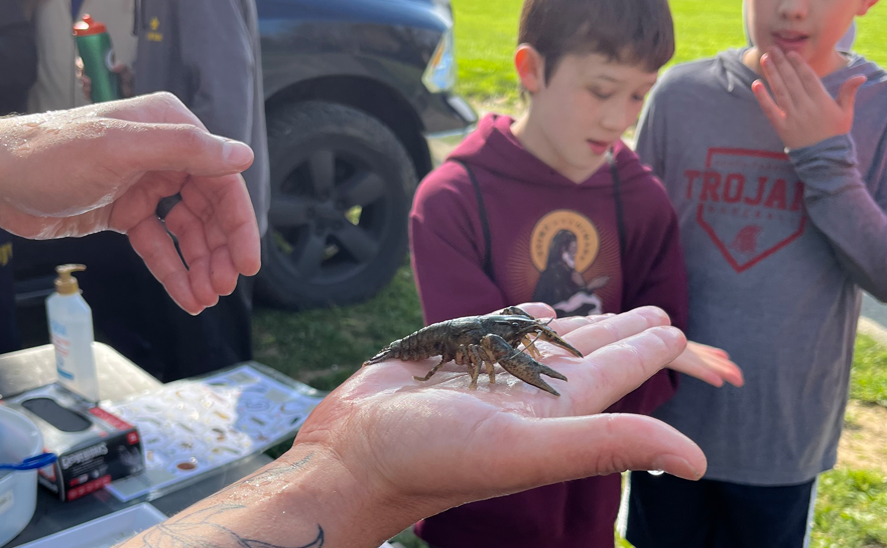 A live crayfish held in someone's hand.