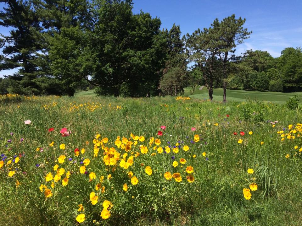 Wildflower garden on the golf course.